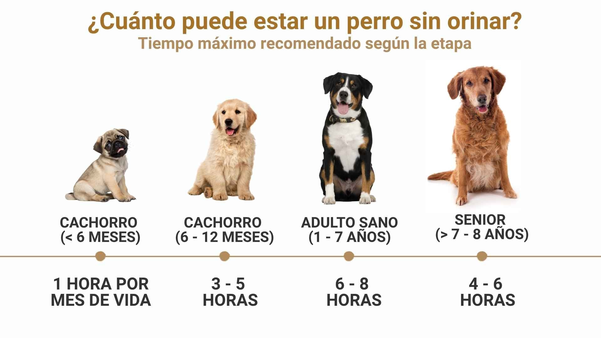 cuántas horas puede aguantar mi perro sin orinar